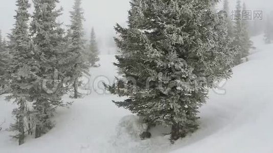 雪覆盖松树在雪的天气在滑雪山缓慢运动。 1920x1080视频