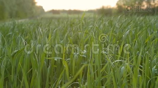 早青小麦栽培地..视频