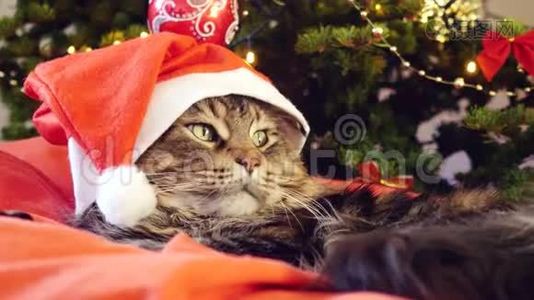 圣诞老人戴着圣诞帽，坐在一棵美丽的新年装饰树上的枕头上，滑稽的缅因州猫。 4k视频