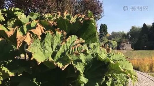 热带花园植物密集的灌丛视频