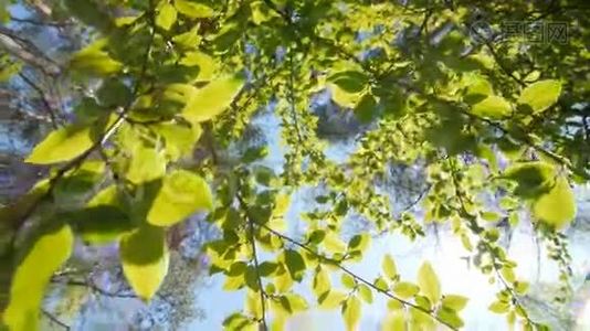 树叶映衬着明亮的蓝天..视频