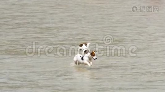 杰克罗素海滩上的狗视频