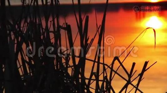 水中夕阳的倒影.. 晚上的风景。 芦苇剪影迎斜阳，夕阳过江边..视频