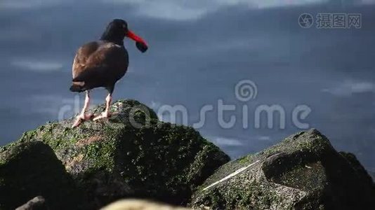 太平洋岩石上的黑捕手视频