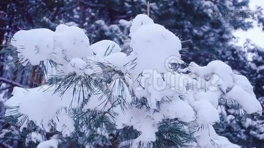 冬季森林背景上覆盖着白雪的松枝，特写视频