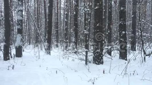 美丽的冬林中飘落的雪。视频