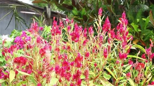 菊科植物花园中的红、粉红花或鸡冠花。视频
