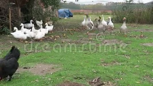 草地上的白鹅和鸡视频