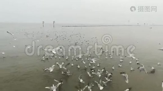 泰国旅游景点海鸥迁徙视频