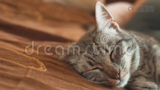 睡眠条纹猫猫完美的生活方式梦想。 猫睡在毯子里，选择性专注。 猫睡觉视频