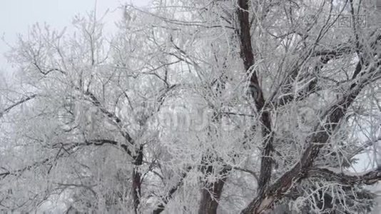 冬天的公园里有白雪覆盖的树木视频