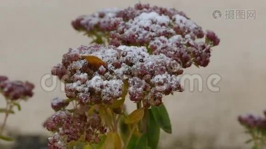 冻红花自然初雪视频