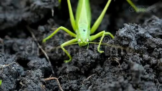 大青在泥土里产卵视频