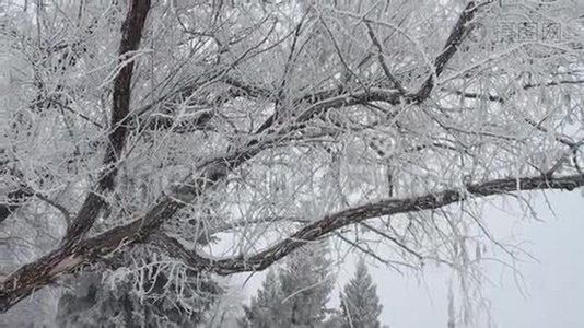 冬天的公园里有白雪覆盖的树木视频