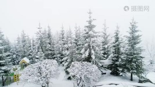 冬季喀尔巴阡山景观，白雪中的圣诞树..视频