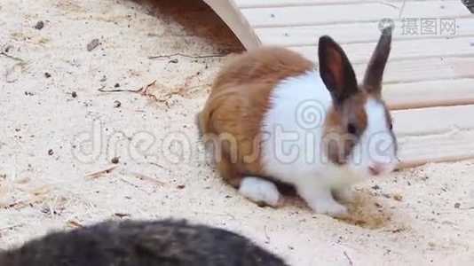 小兔子视频