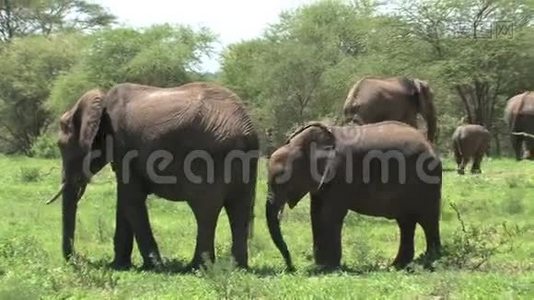 非洲象犊与牧群在草原上放牧视频
