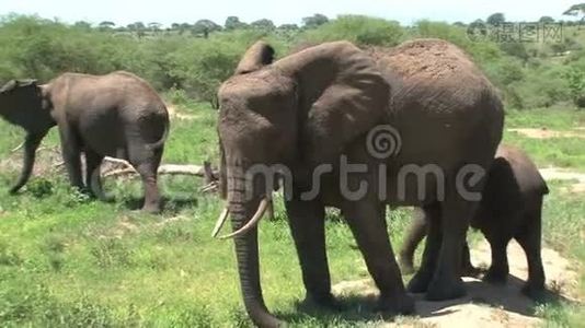 非洲象犊与牧群在草原上放牧视频