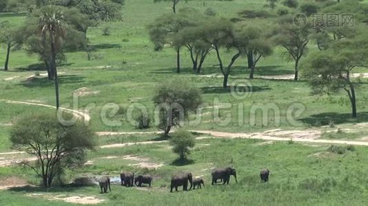 非洲象犊与牛群一起放牧视频