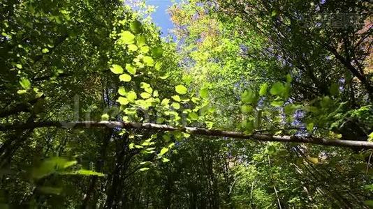 带着五颜六色的叶子在森林里移动的树枝视频