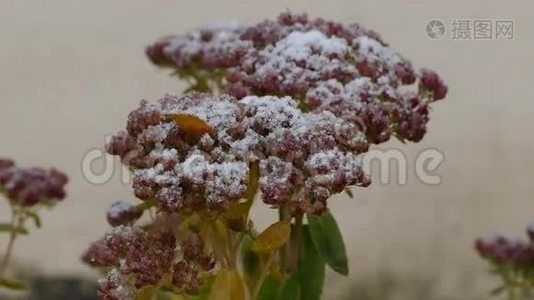 冻红花自然初雪视频