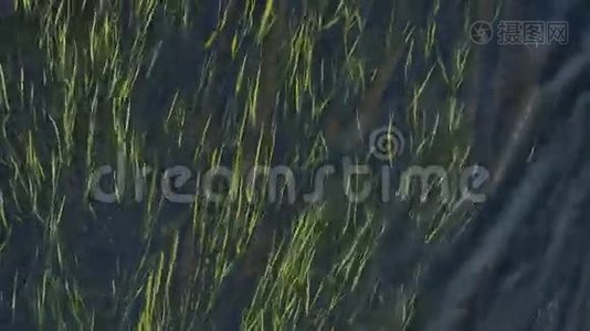 水中绿草如茵，河水流动的自然藻类景观视频