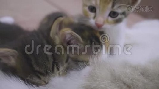 猫喂她的小猫。 小猫在猫慢动作视频中吸吮乳头生活方式的乳房。 猫妈妈和小猫视频