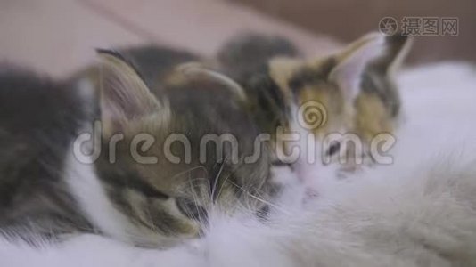 猫喂她的小猫。 小猫在猫慢生活方式运动视频中吸吮乳头乳房。 猫妈妈和小猫视频