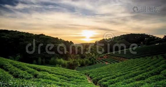 茶园日落时间流逝，背景好视频