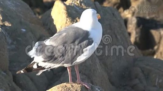 海鸥韦斯特考斯特，加利福尼亚，美国视频