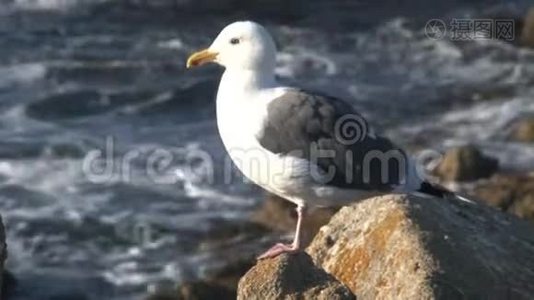 海鸥韦斯特考斯特，加利福尼亚，美国视频