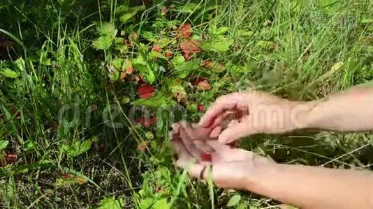 手放野草莓视频