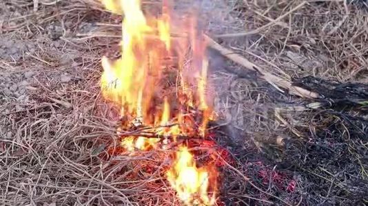 火焰燃烧林中枯草，空气被烟雾污染.. 火，特写.. 森林砍伐环境视频