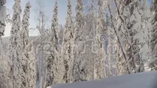西伯利亚山脉的冬季森林视频