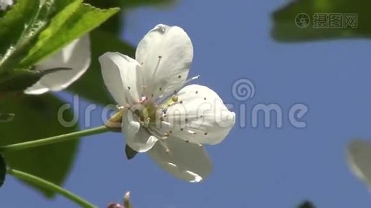樱桃树的花视频