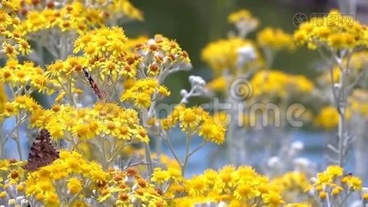 《大自然的黄花》中的蝴蝶名叫瓦妮莎卡迪视频