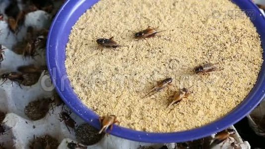 工业农场的蟋蟀视频
