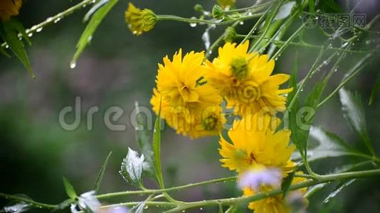 雨中花园里的黄花视频