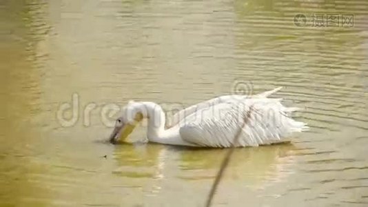 在水里寻找食物视频