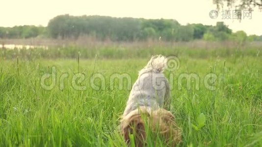狗约克郡猎犬在大自然中玩接球慢动作视频。 宠物生活方式家庭概念视频