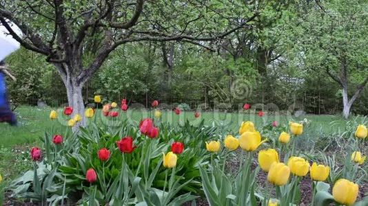 郁金香花园女人湿了视频