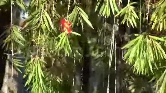 巴比伦柳树，巴比伦撒利克斯，达拉特市，拉姆省，越南视频