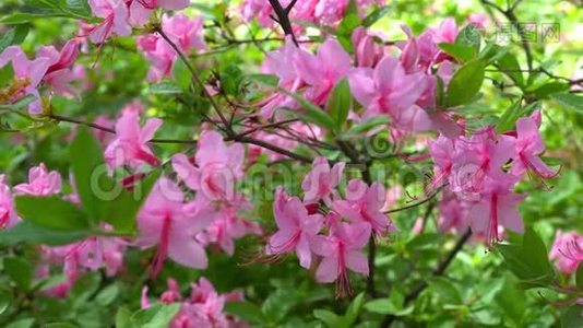 在花园里绽放着美丽的粉红色杜鹃花。视频