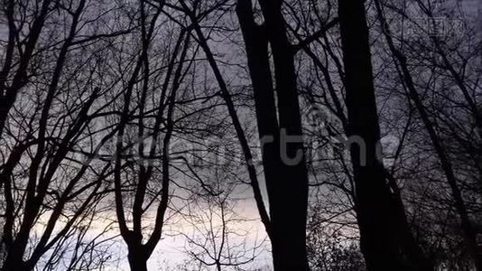 大自然和风中的树视频