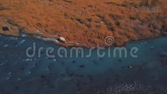 空中飞行-飞越高山秋河。 水为绿松石，落叶松为黄色.. 乘坐美丽的航班视频