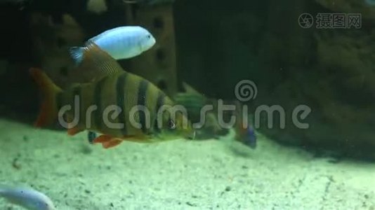 用淡水装饰精美的水族馆视频