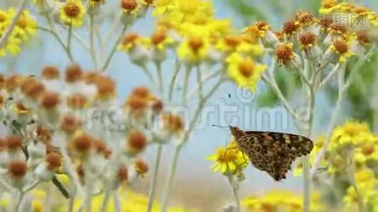 《大自然的黄花》中的蝴蝶名叫瓦妮莎卡迪视频
