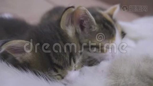 猫喂她的小猫。 小猫在生活方式上吮吸乳头，猫慢动作视频。 猫妈妈和小猫视频