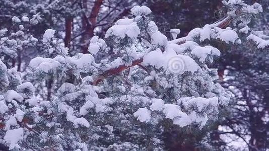 冬季森林背景上覆盖着白雪的松枝，冬季景观视频