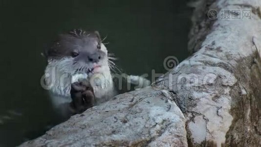 水獭在池塘里吃小鱼视频